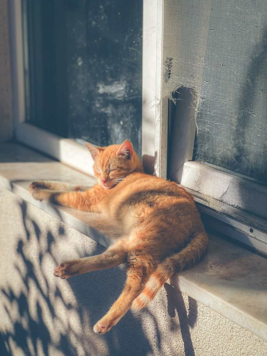 The Afternoon Nap