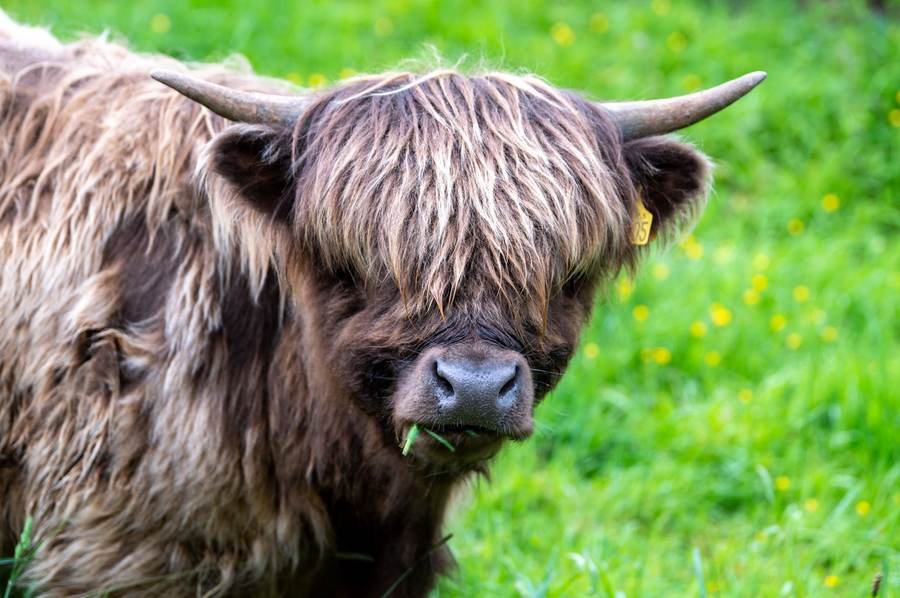 The Highland Coo