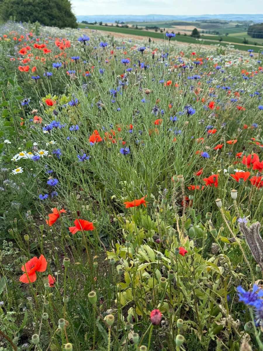 The Wild Meadow Hoop